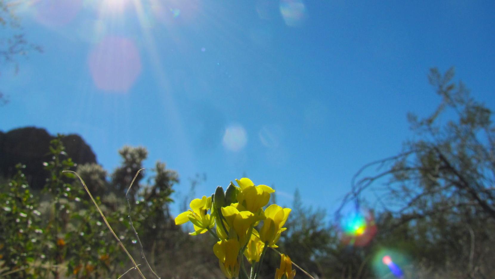 Tucson weather: Above average temperatures continue through next week